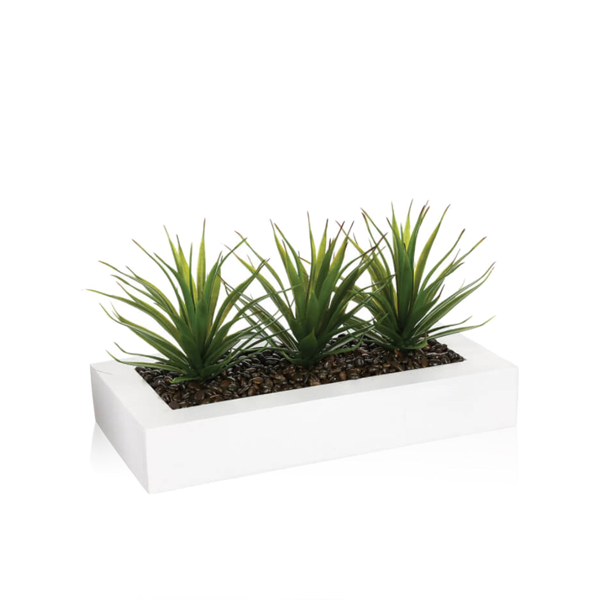 Centro de Mesa Aloe Vera